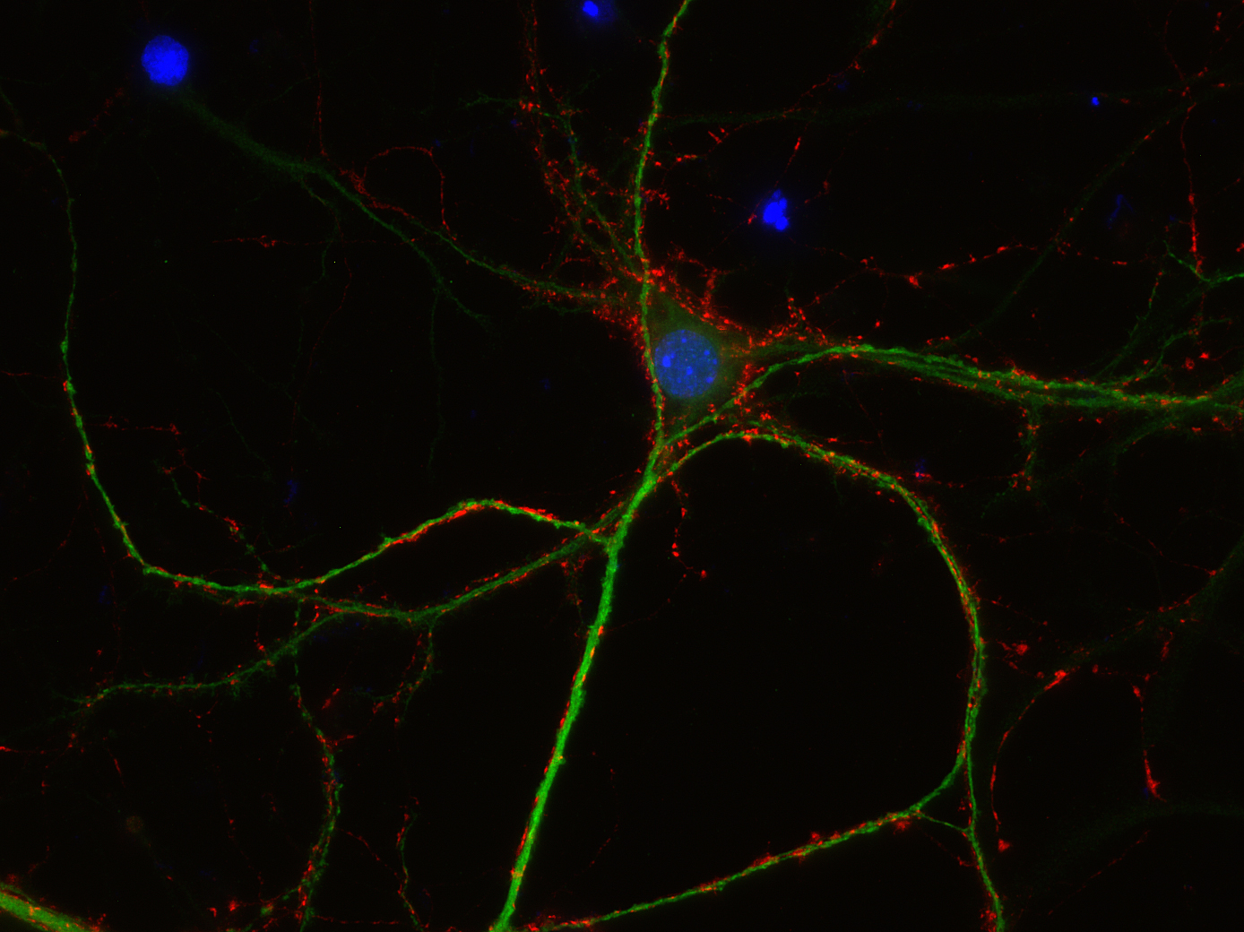 VGAT Recombinant Guinea pig - image 2
