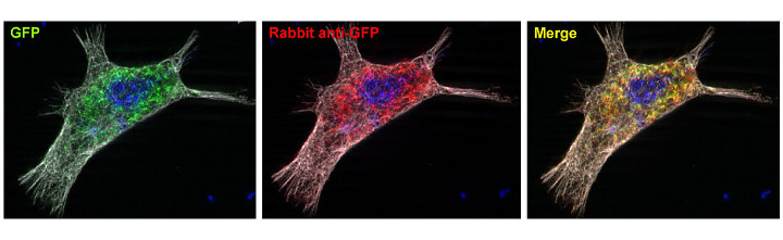 GFP, Polyclonal rabbit antiserum