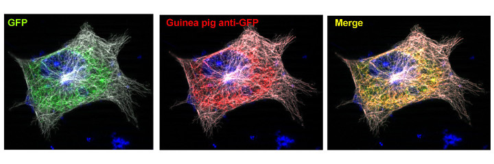 GFP, Polyclonal Guinea pig antiserum