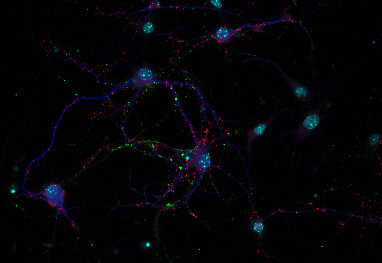 VGLUT1 Recombinant chicken - image 3