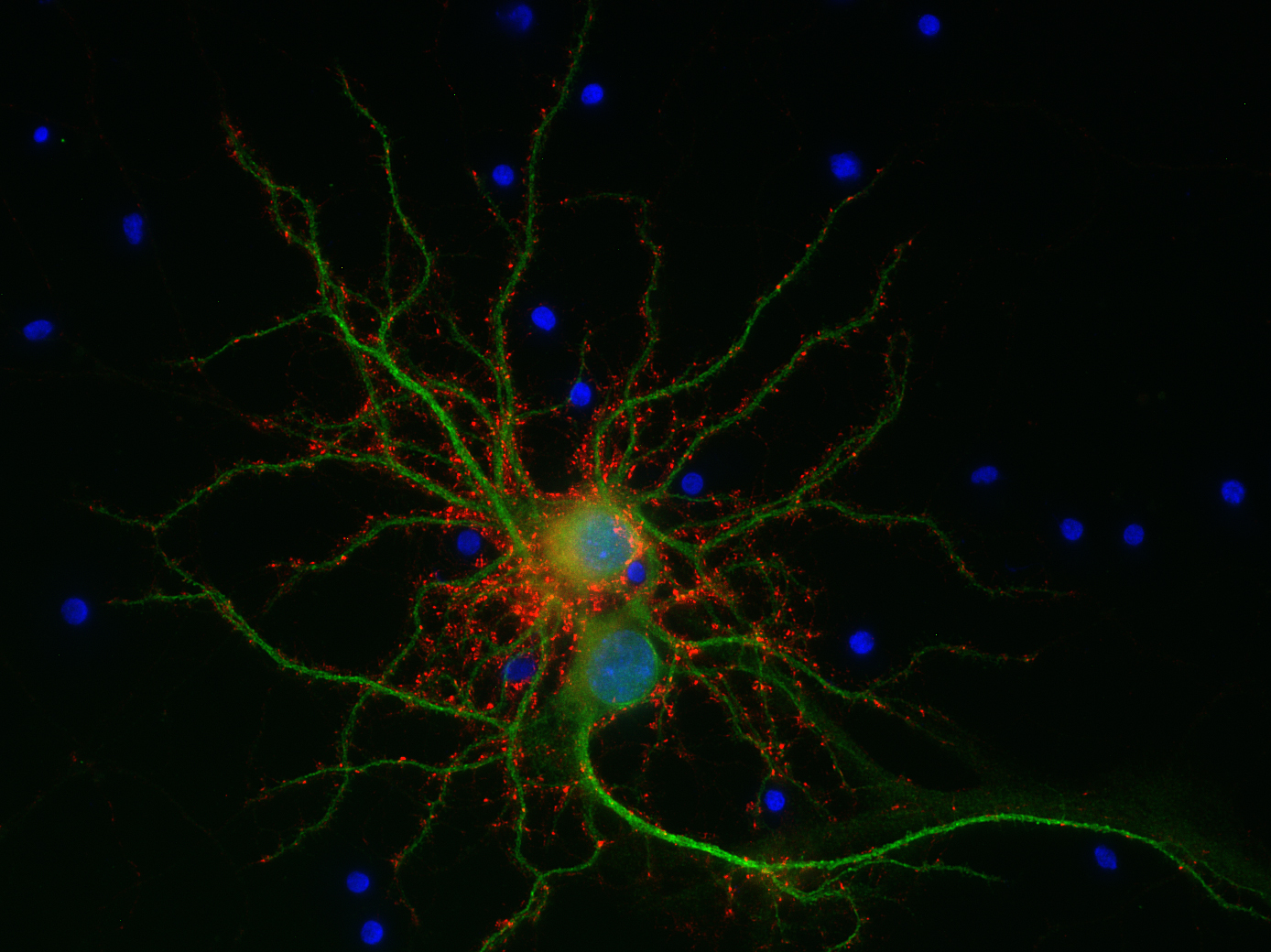 VGLUT1 Recombinant Guinea pig - image 2