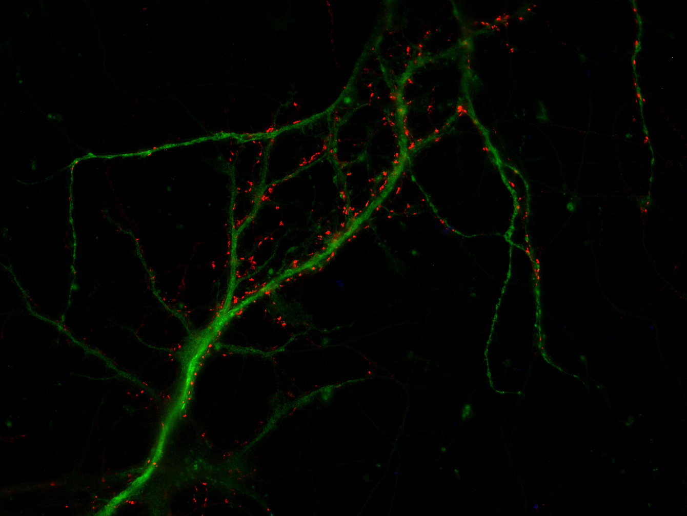 VGLUT2 Recombinant rabbit - image 3