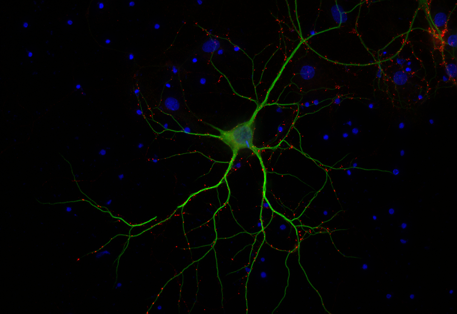 VGLUT2 Recombinant chicken - image 2