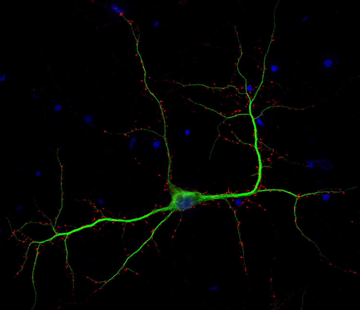 VGLUT2 Recombinant chicken - image 3