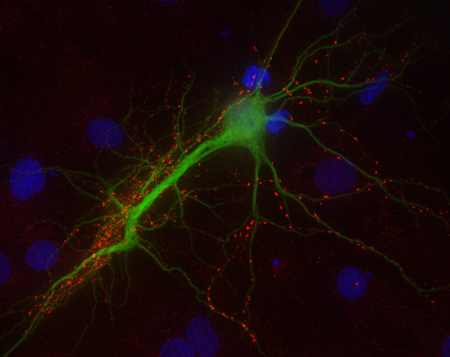 VGLUT2 Polyclonal chicken purified antibody - image 2