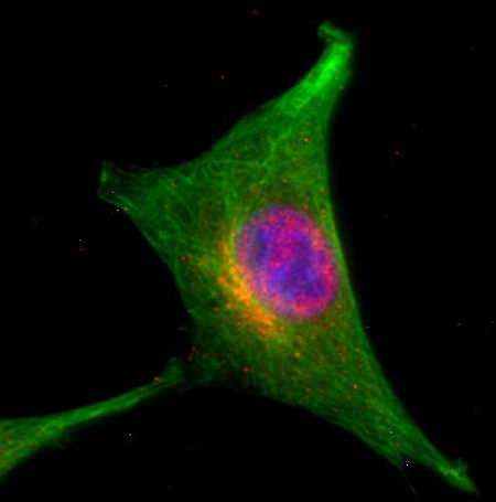 VAMP4 Polyclonal rabbit antiserum - image 2