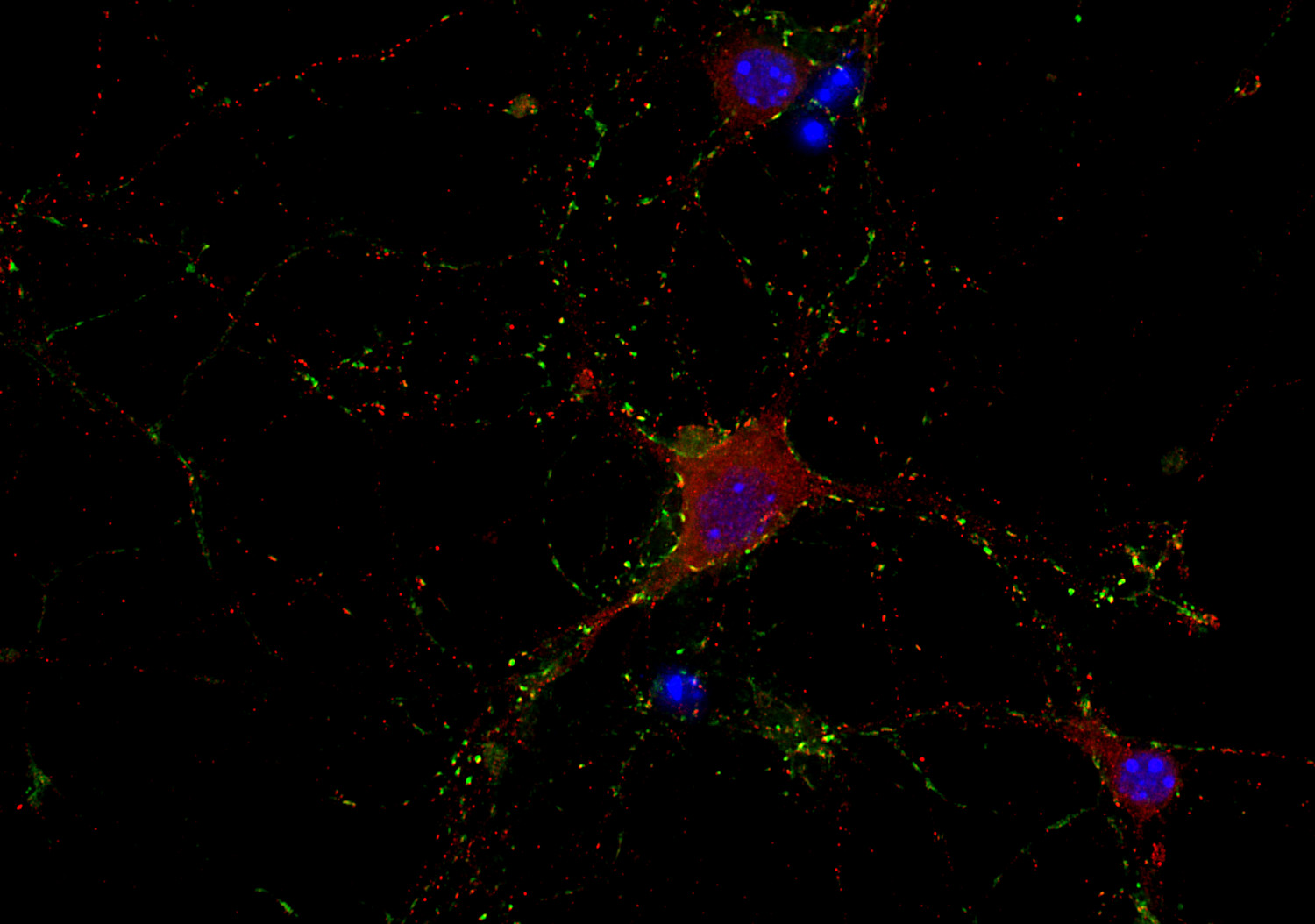 Rim1/2 Recombinant rabbit - image 2