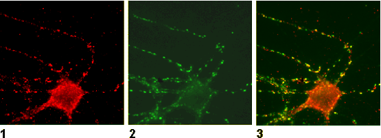 Piccolo Polyclonal rabbit antiserum - image 2