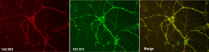 Piccolo, Polyclonal rabbit purified antibody