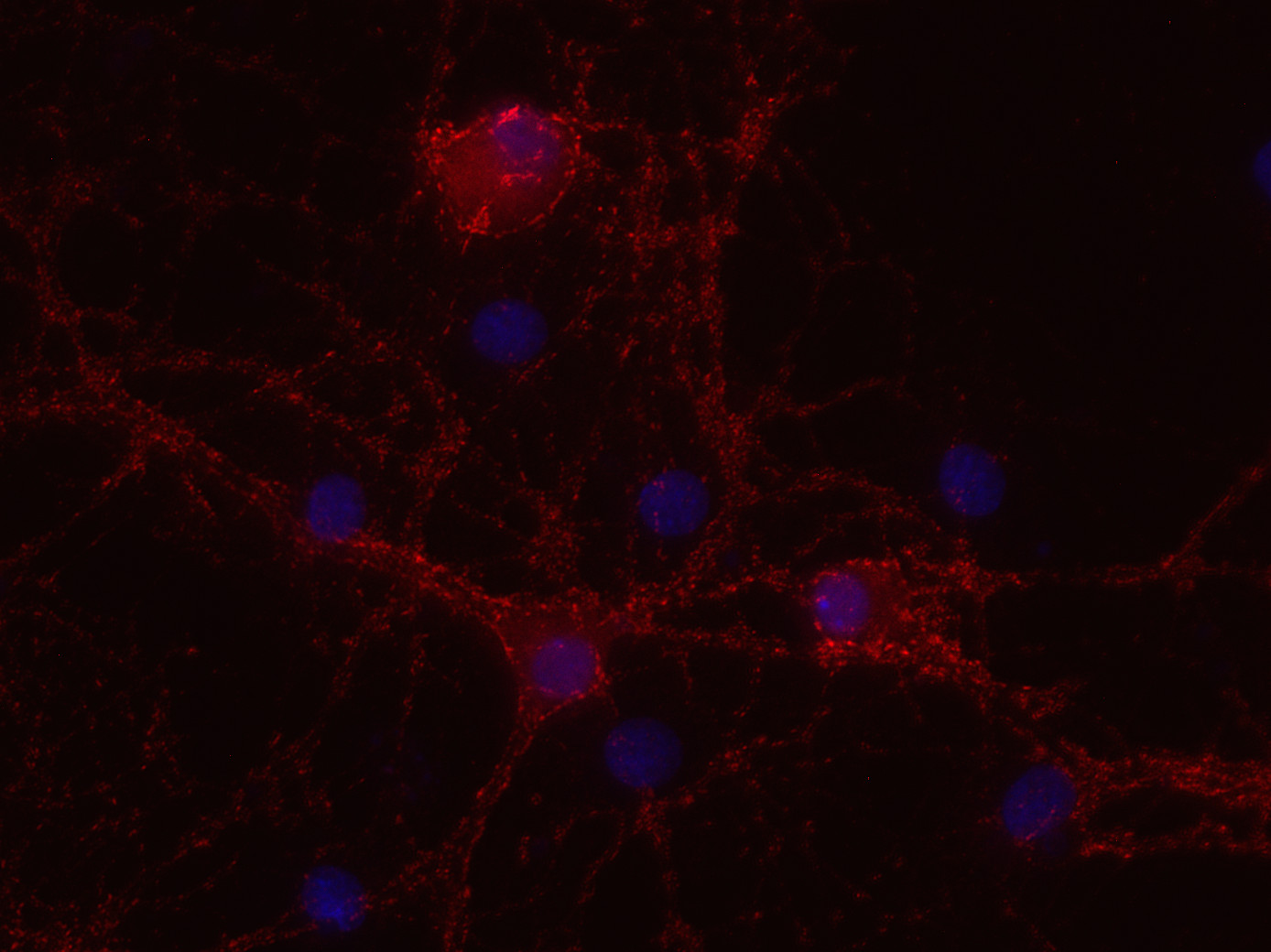 Piccolo, Polyclonal rabbit purified antibody