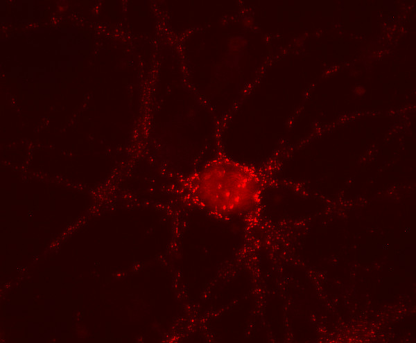 Gephyrin Recombinant human - image 1