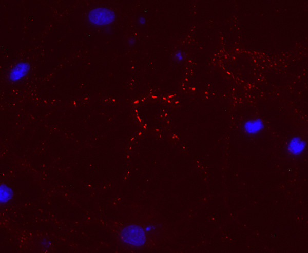 Gephyrin Recombinant rat - image 1