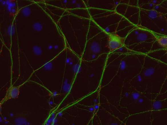 Gephyrin Recombinant Guinea pig - image 1