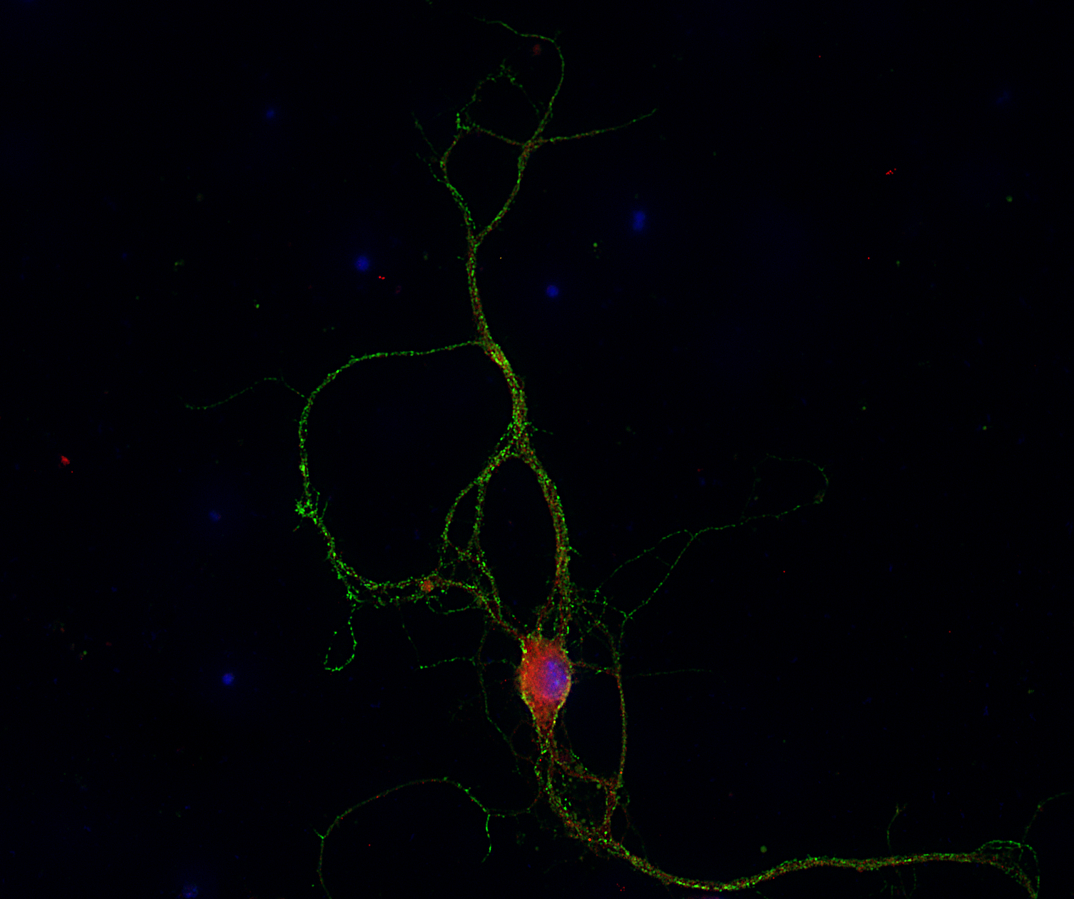 Arc Recombinant rabbit - image 3