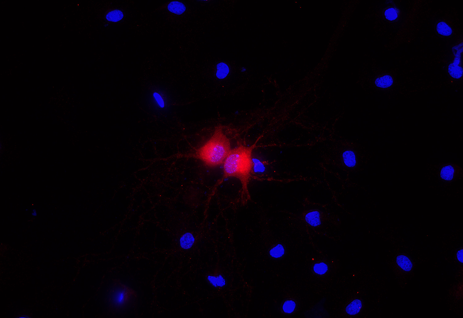 Arc, Recombinant Guinea pig