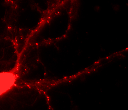 Endophilin1, Polyclonal rabbit antiserum