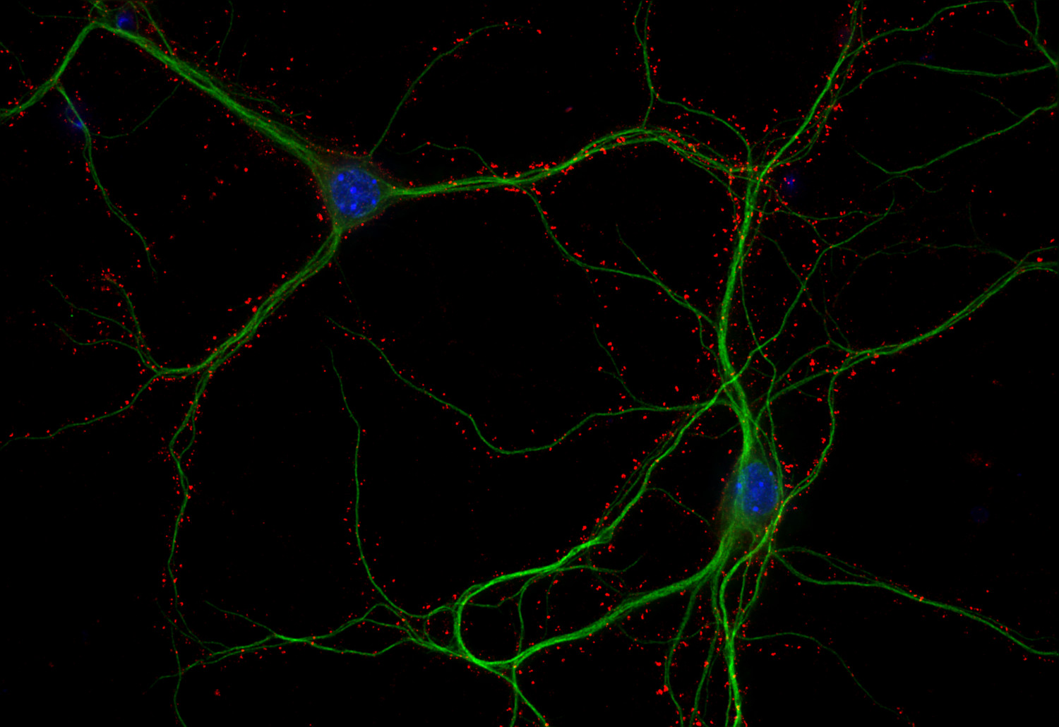 Homer1b/c Recombinant rabbit - image 2
