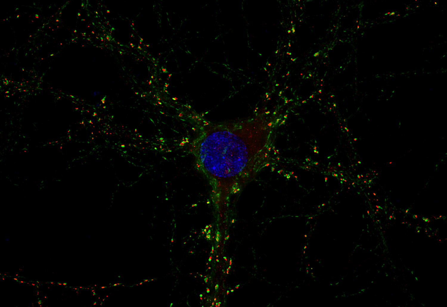 Homer1b/c Recombinant chicken - image 2