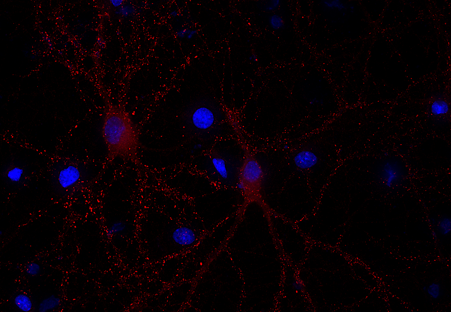 Homer1b/c Recombinant Guinea pig - image 2