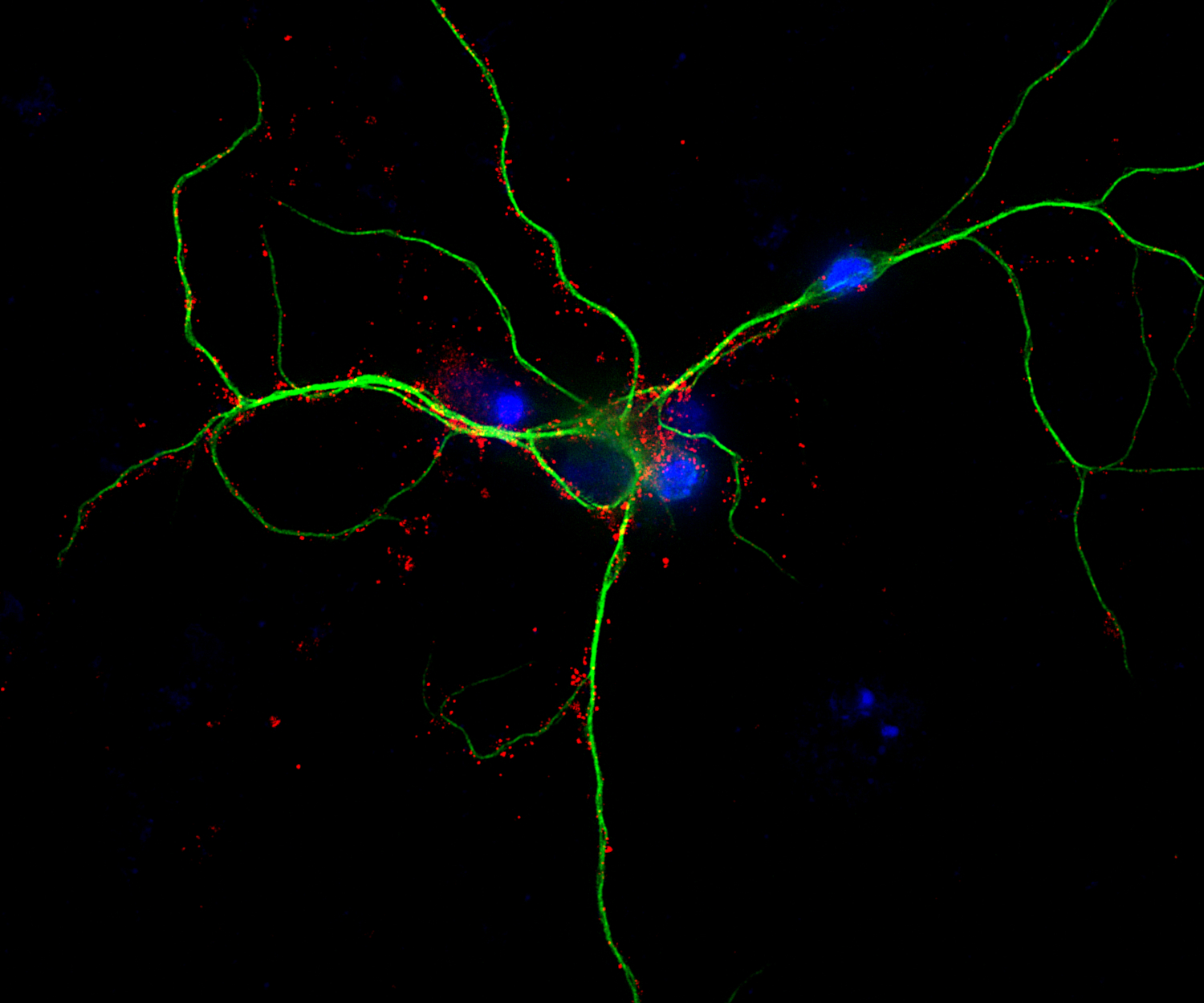Homer1b/c Recombinant Guinea pig - image 3