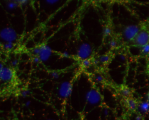 Shank1/2/3 Polyclonal Guinea pig purified antibody - image 1