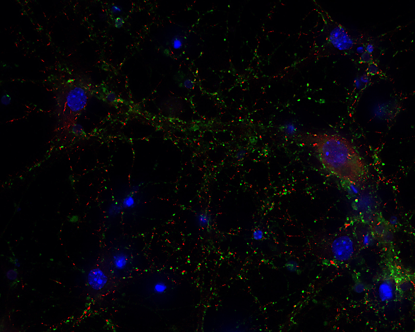 Synaptopodin Recombinant rabbit - image 4