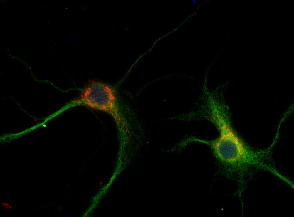 Vti1b, Polyclonal rabbit antiserum