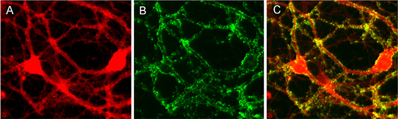 Liprin-alpha3 Polyclonal rabbit antiserum - image 2