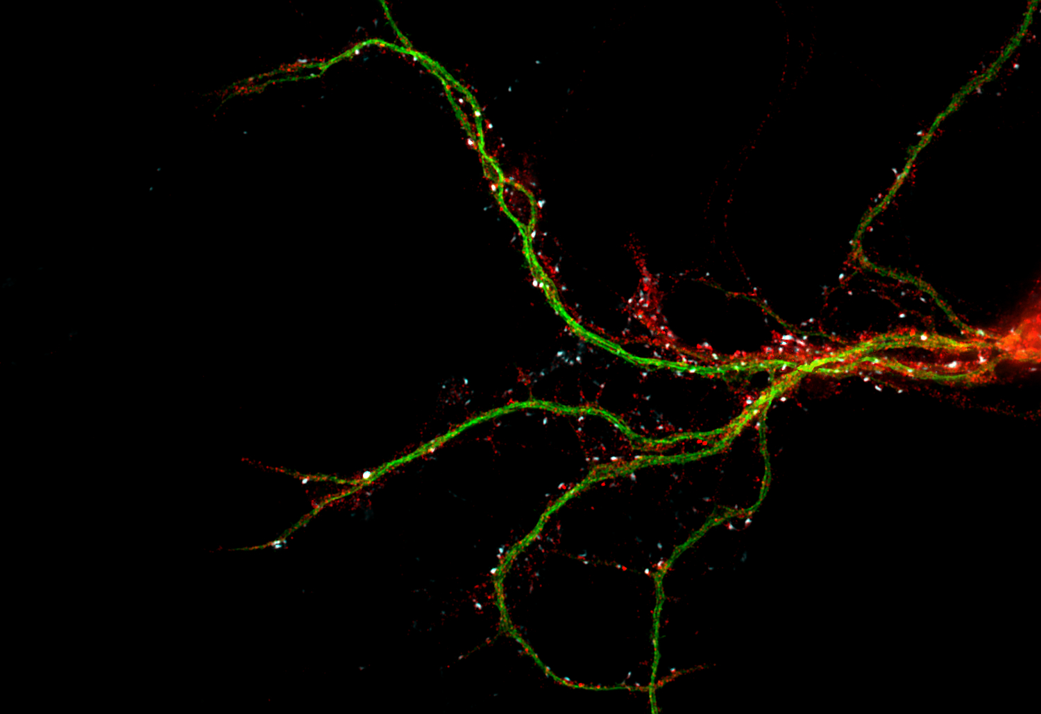 GluA2 Recombinant rabbit - image 2
