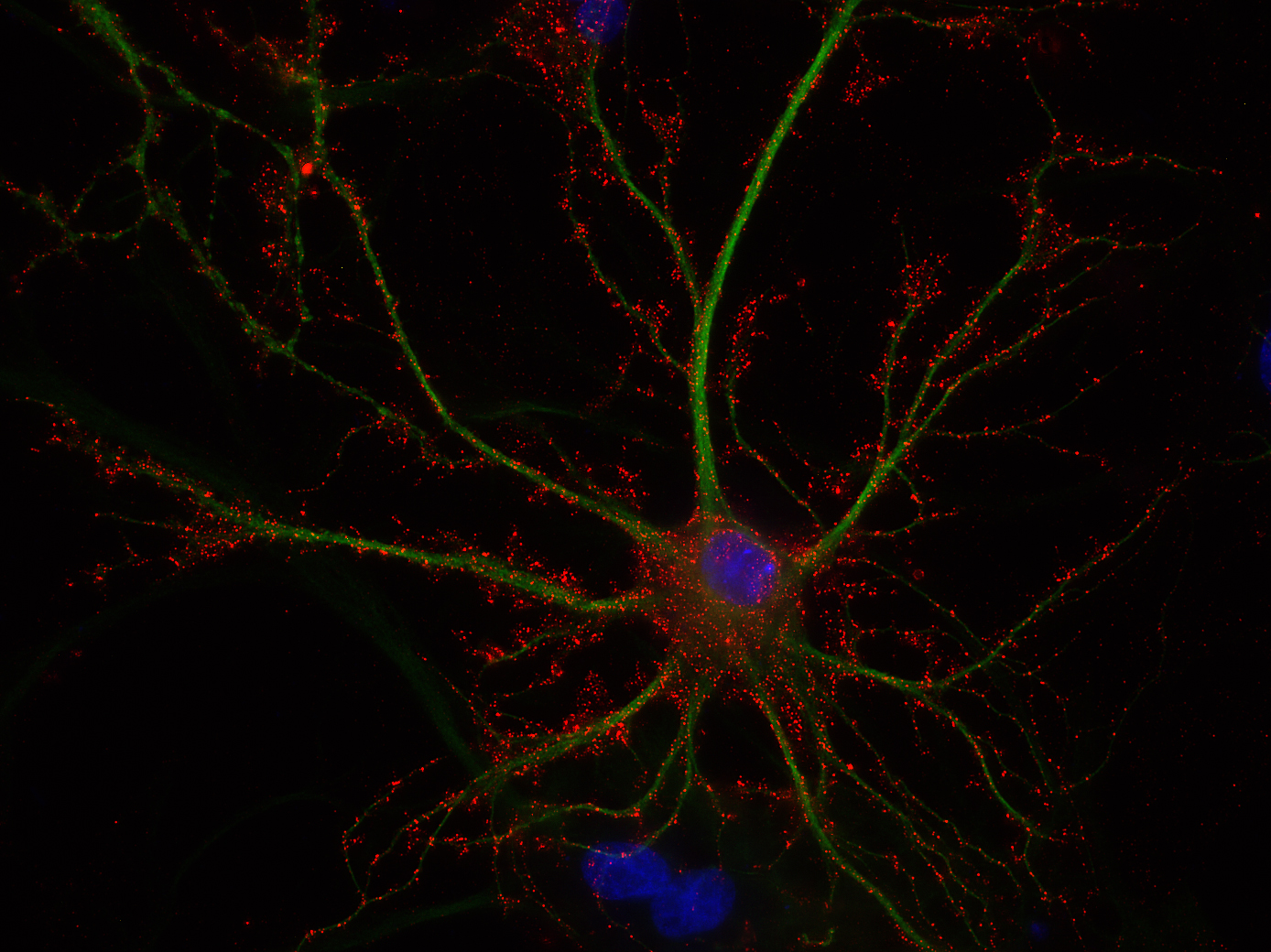 GluA Recombinant rabbit - image 1