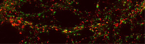 GluA Monoclonal mouse purified IgG - image 1