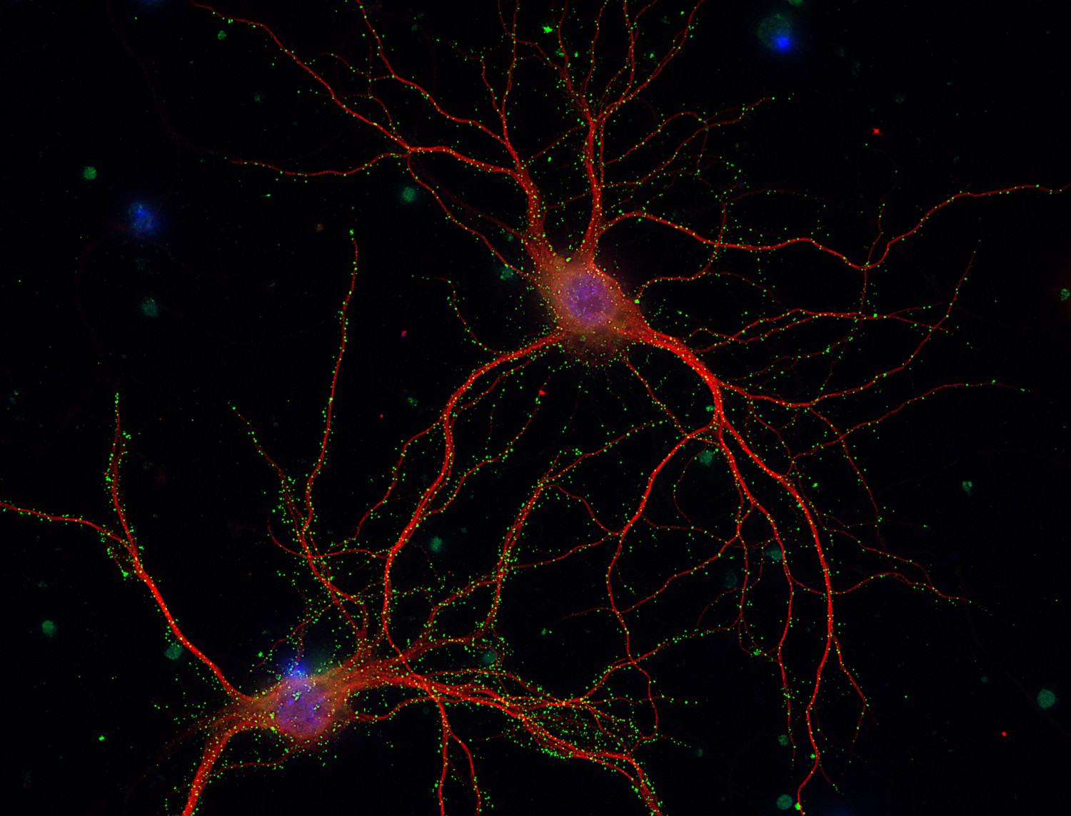 GluA Monoclonal mouse purified IgG - image 1