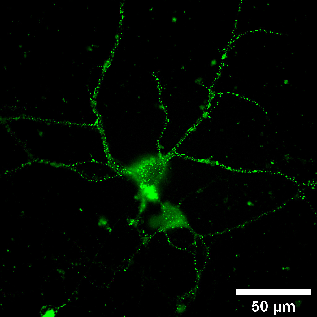 GluA Monoclonal mouse purified IgG - image 2