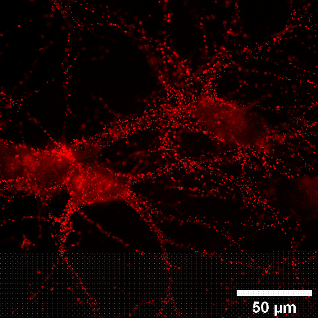 GluA Monoclonal mouse purified IgG - image 2