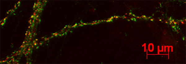 GluA, Monoclonal mouse purified IgG