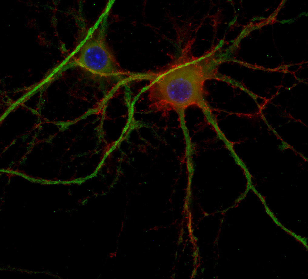 Veli1/2/3 Polyclonal rabbit antiserum - image 2