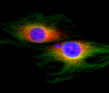 Sec22b, Polyclonal rabbit purified antibody