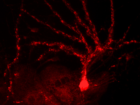 ZnT3, Polyclonal Guinea pig antiserum