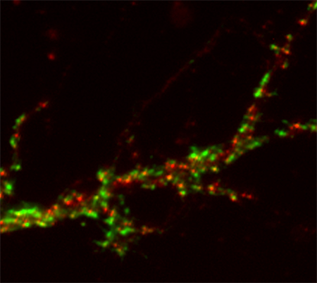 GABA-A receptor gamma2 Polyclonal rabbit purified antibody - image 2