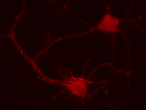 GABA-A receptor alpha2 Polyclonal Guinea pig antiserum - image 2