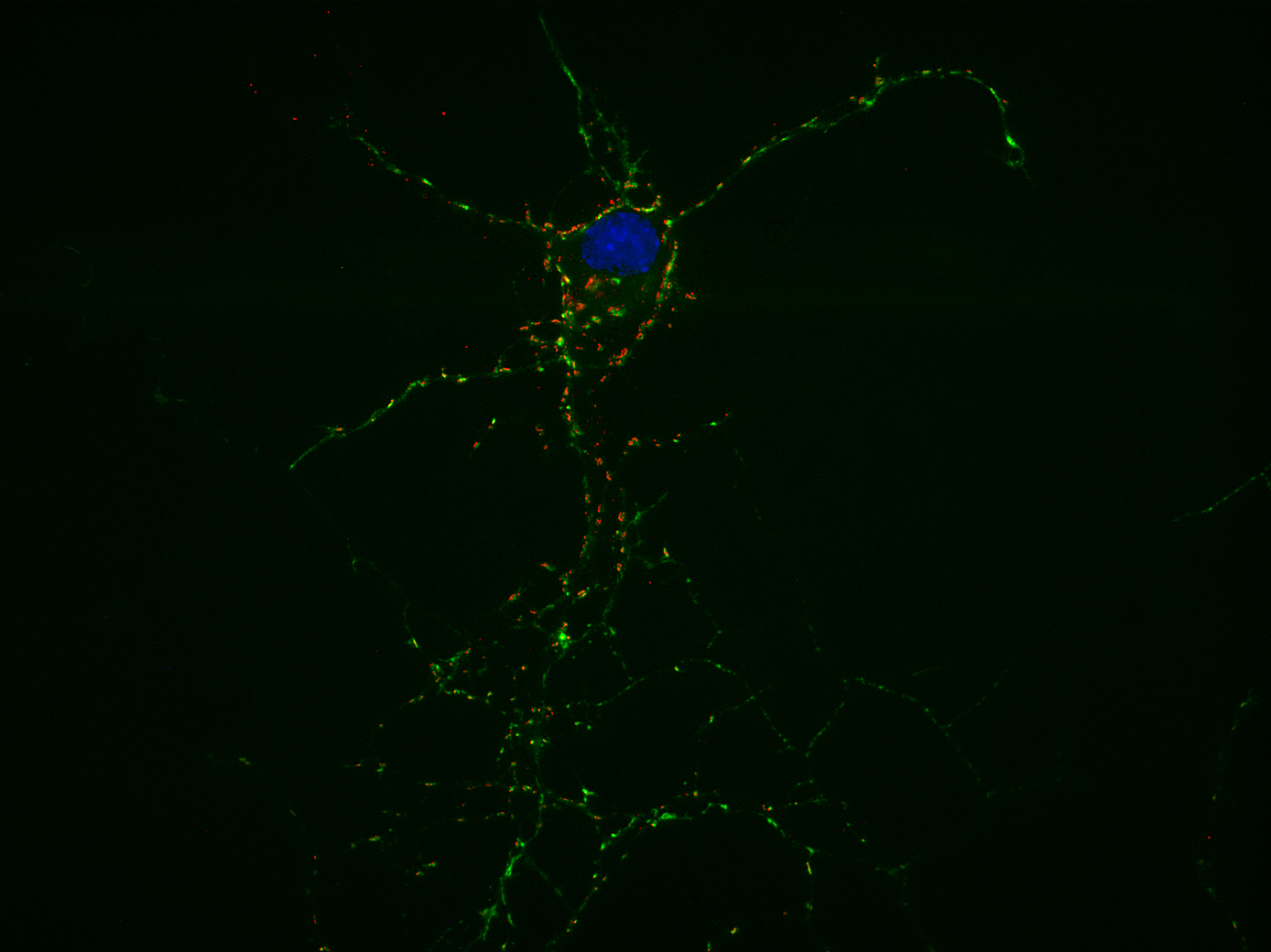 GABA-A receptor alpha1 Recombinant rabbit - image 2