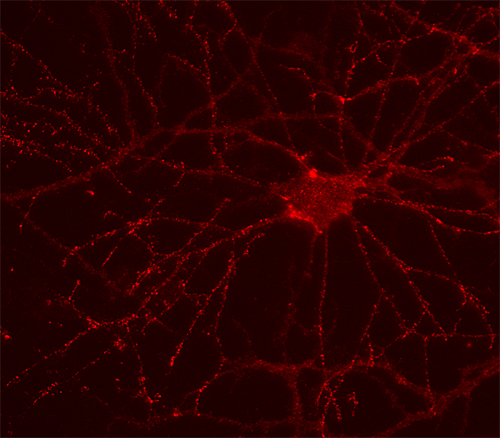 GABA-A receptor alpha5 Polyclonal rabbit purified antibody - image 2