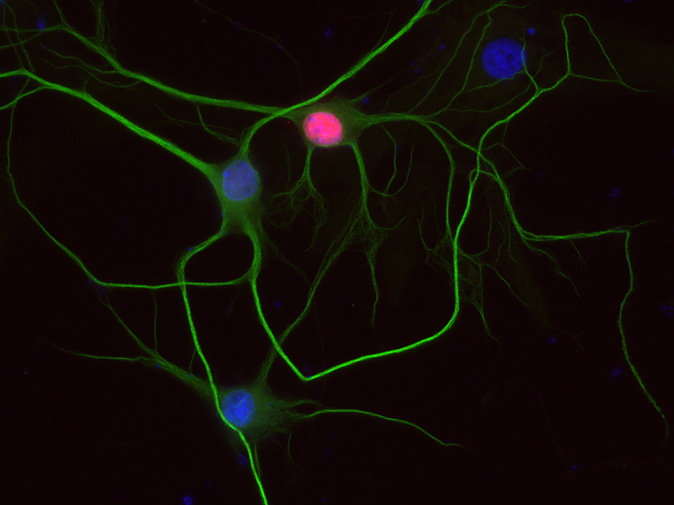 c-Fos Recombinant rabbit - image 2