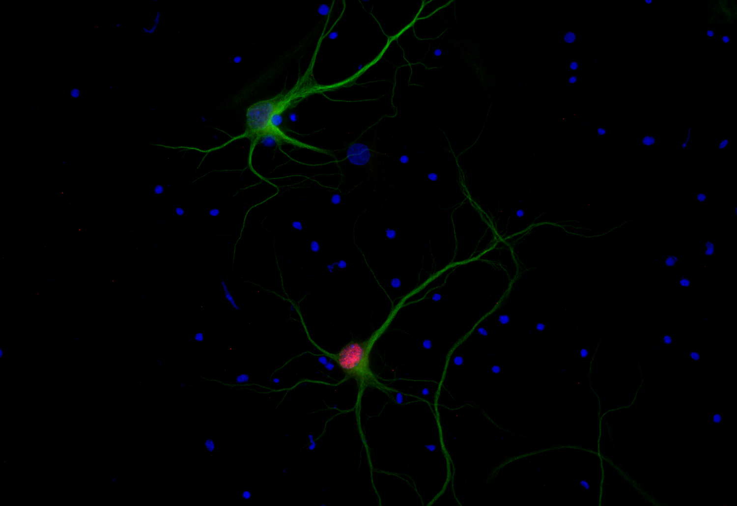 c-Fos Recombinant chicken - image 2