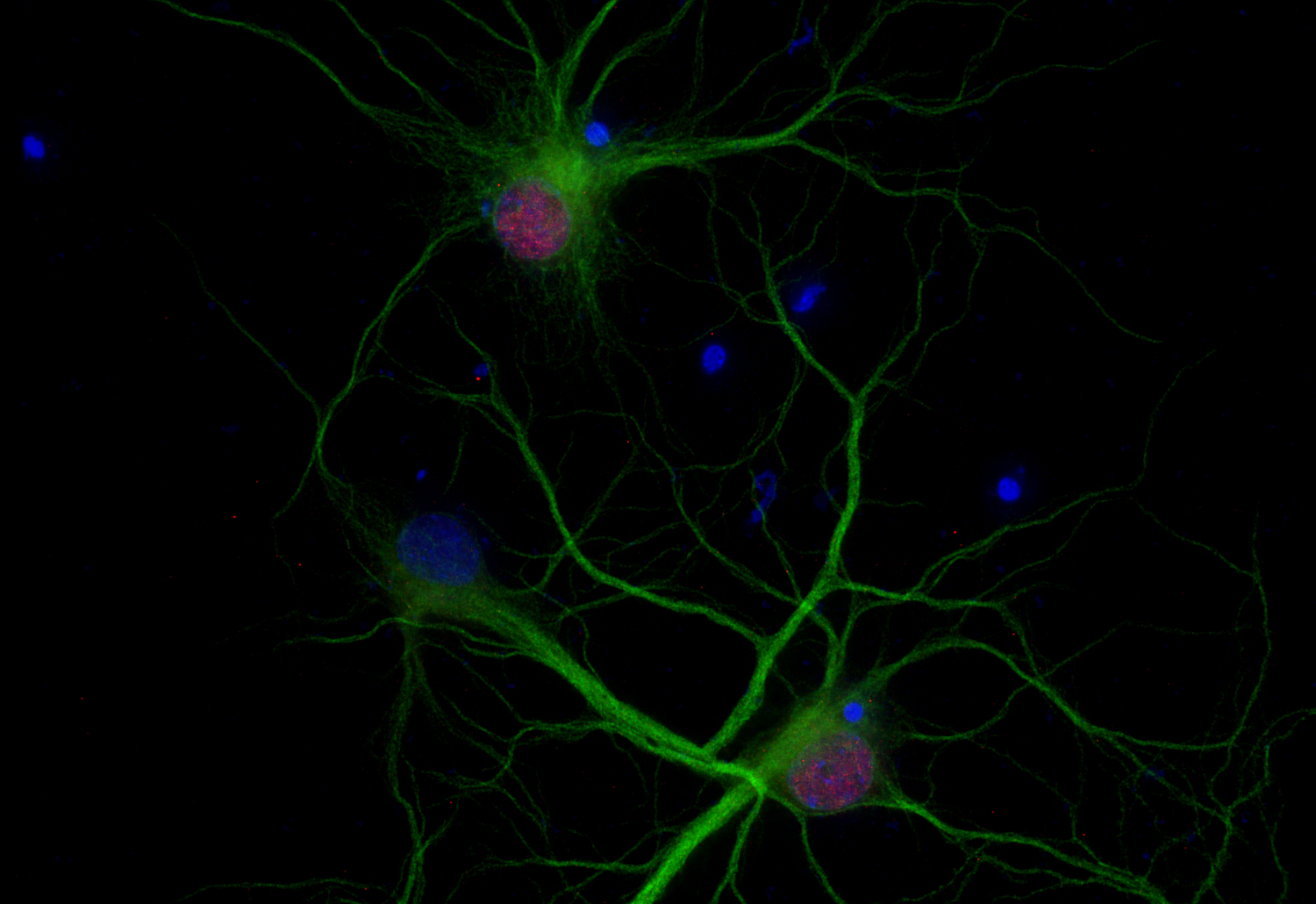 c-Fos Recombinant chicken - image 3