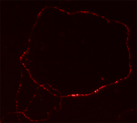 MAL2A, Polyclonal rabbit purified antibody