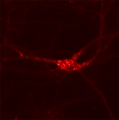Kv2.1, Polyclonal rabbit antiserum