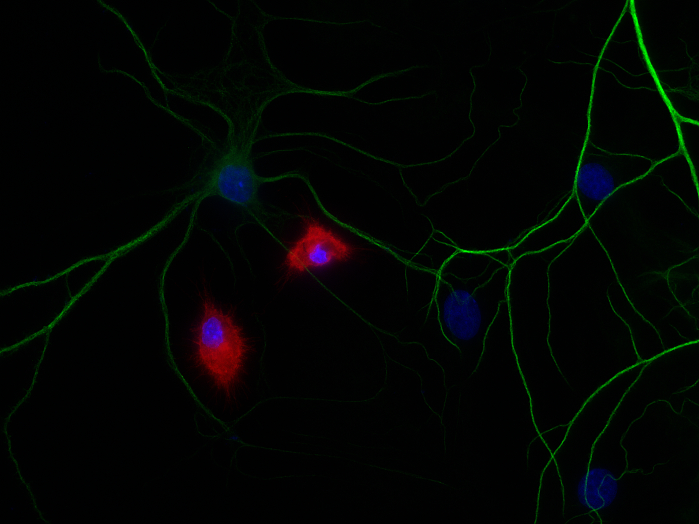 IBA1 Recombinant chicken - image 2