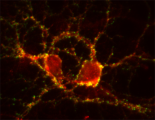 SynCAM1/2/3 Polyclonal rabbit purified antibody - image 2