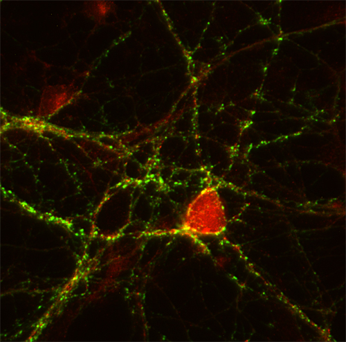 SynCAM4, Polyclonal rabbit purified antibody